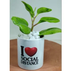 Spruce Up Your Space: Customizable Ceramic Plant Pot (6")